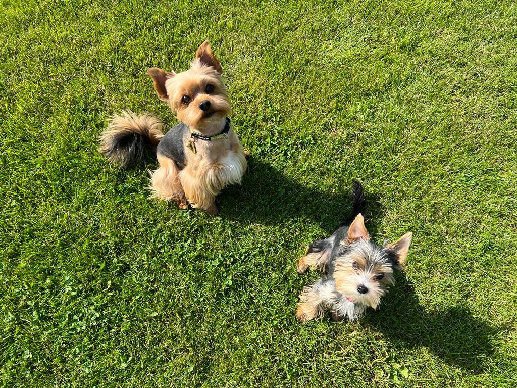 Jorksirsky teriér krytí