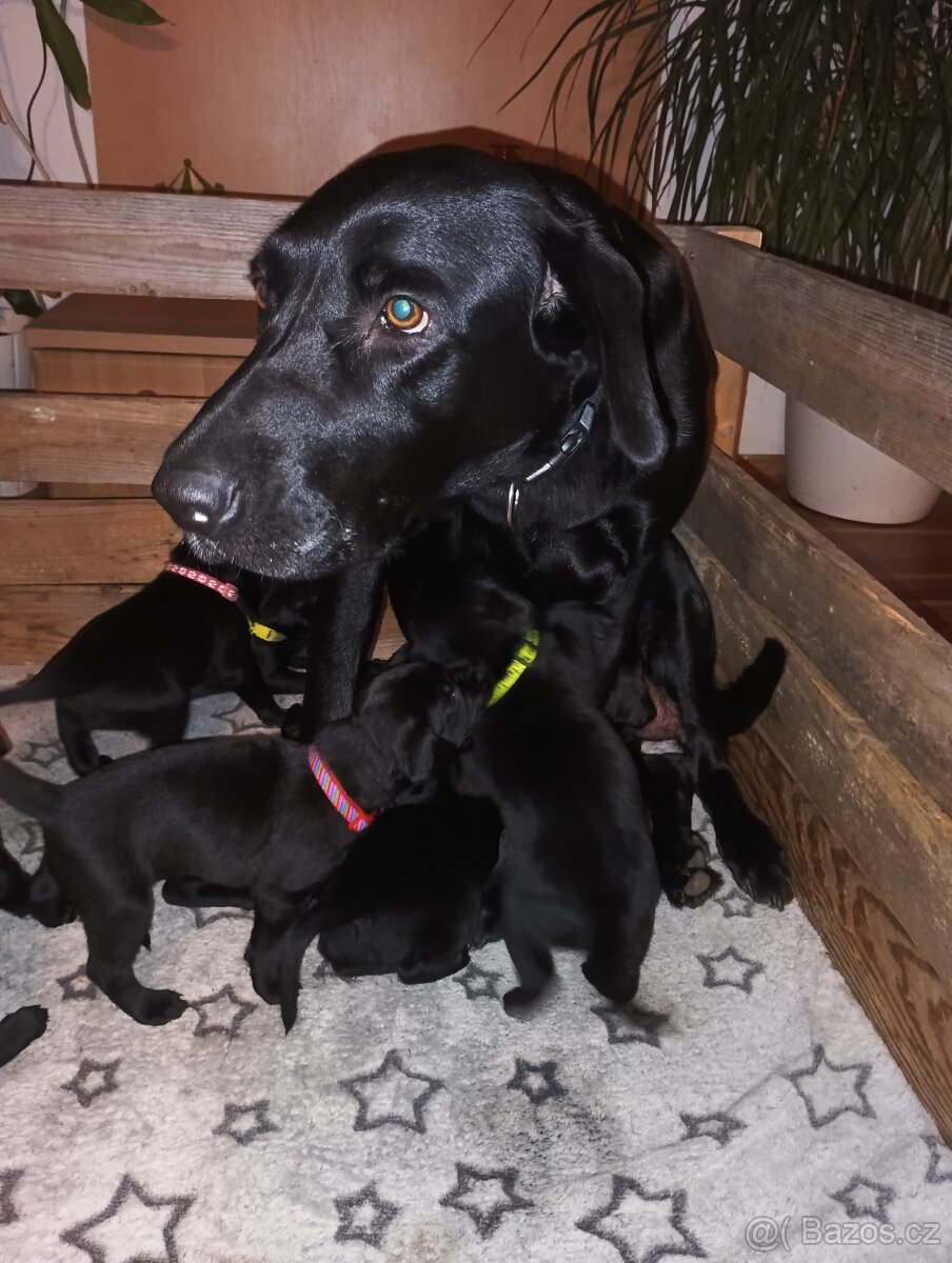 Prodám štěňátka