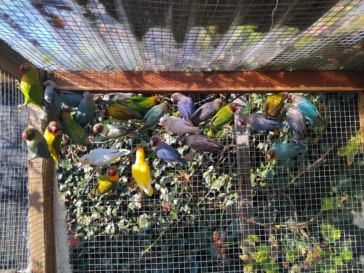 Agapornis hnědohlavý (nigrigenis)