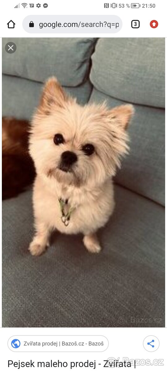 Sháním štěňátko