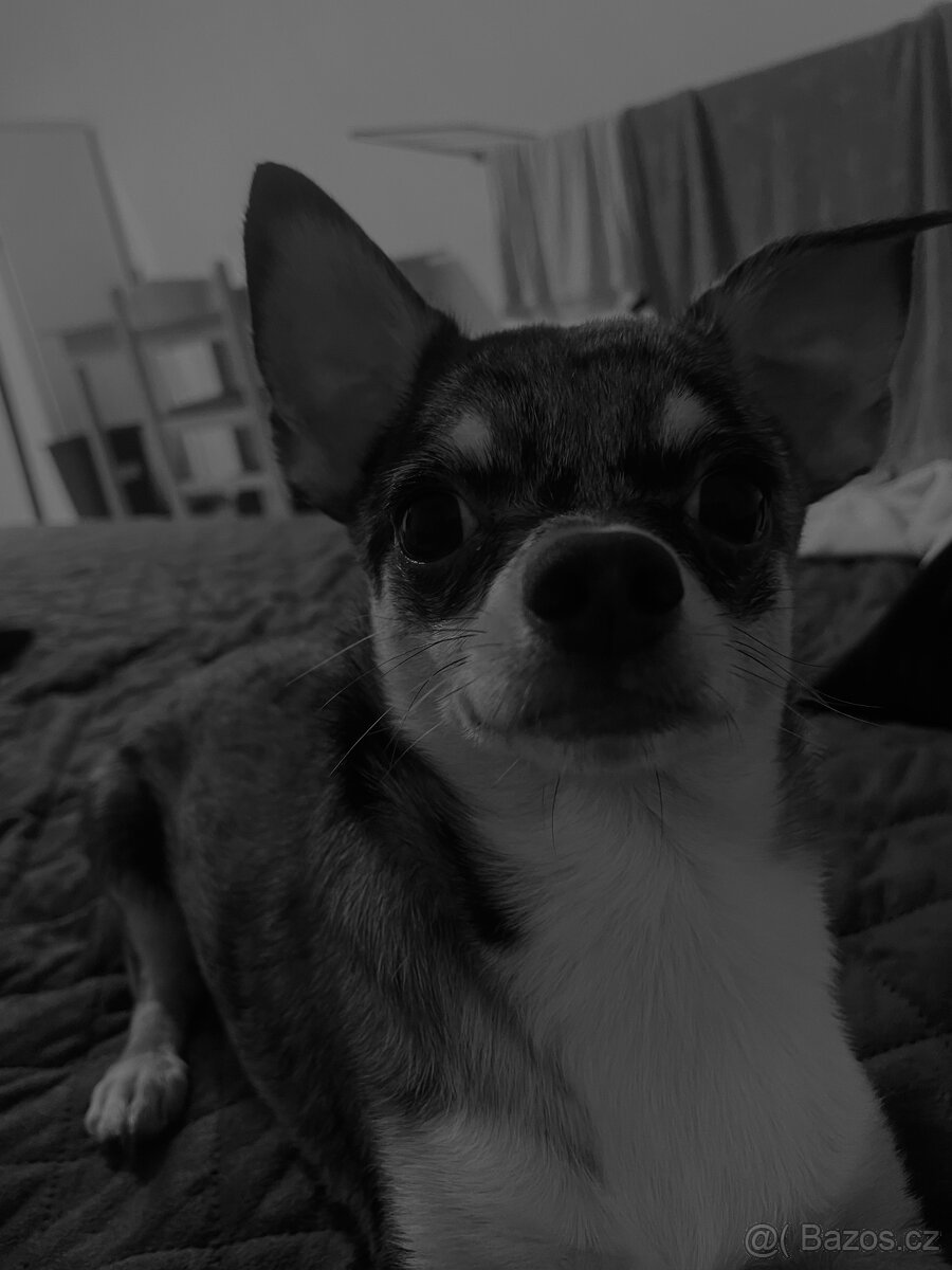 Prodám pejska čivavy, chlapeček, 6 měsíců. Chodí na podložky