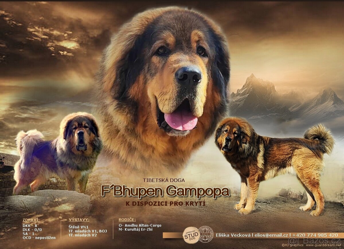 Tibetská doga ke krytí