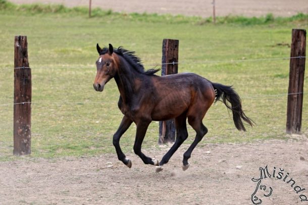 Tříletý, nadějný hřebec do sportu, po Cannon