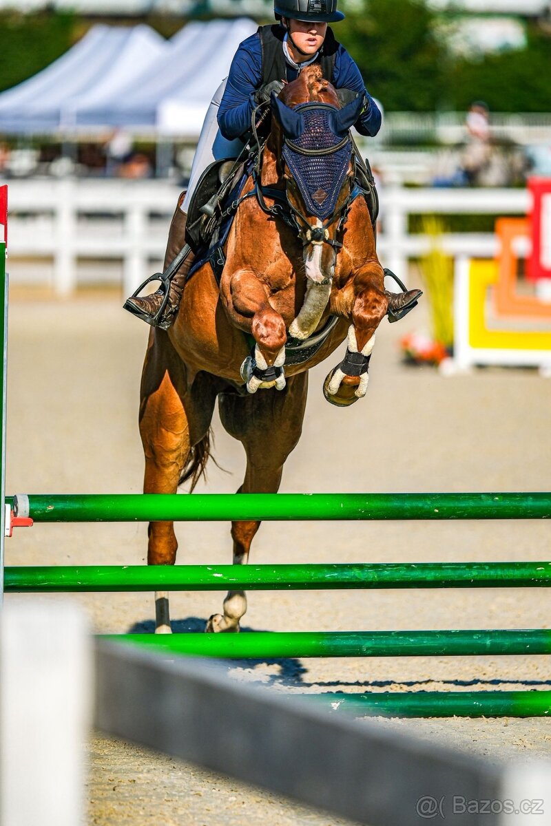 Pronájem/Prodej Valacha nar.2019