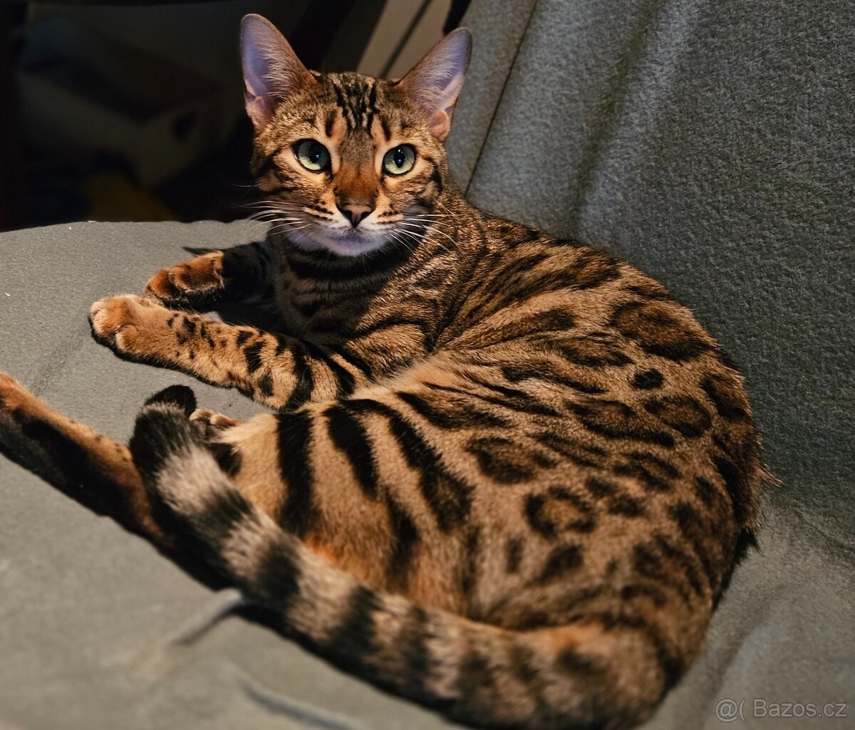 Hledám bengálského kocoura ke krytí