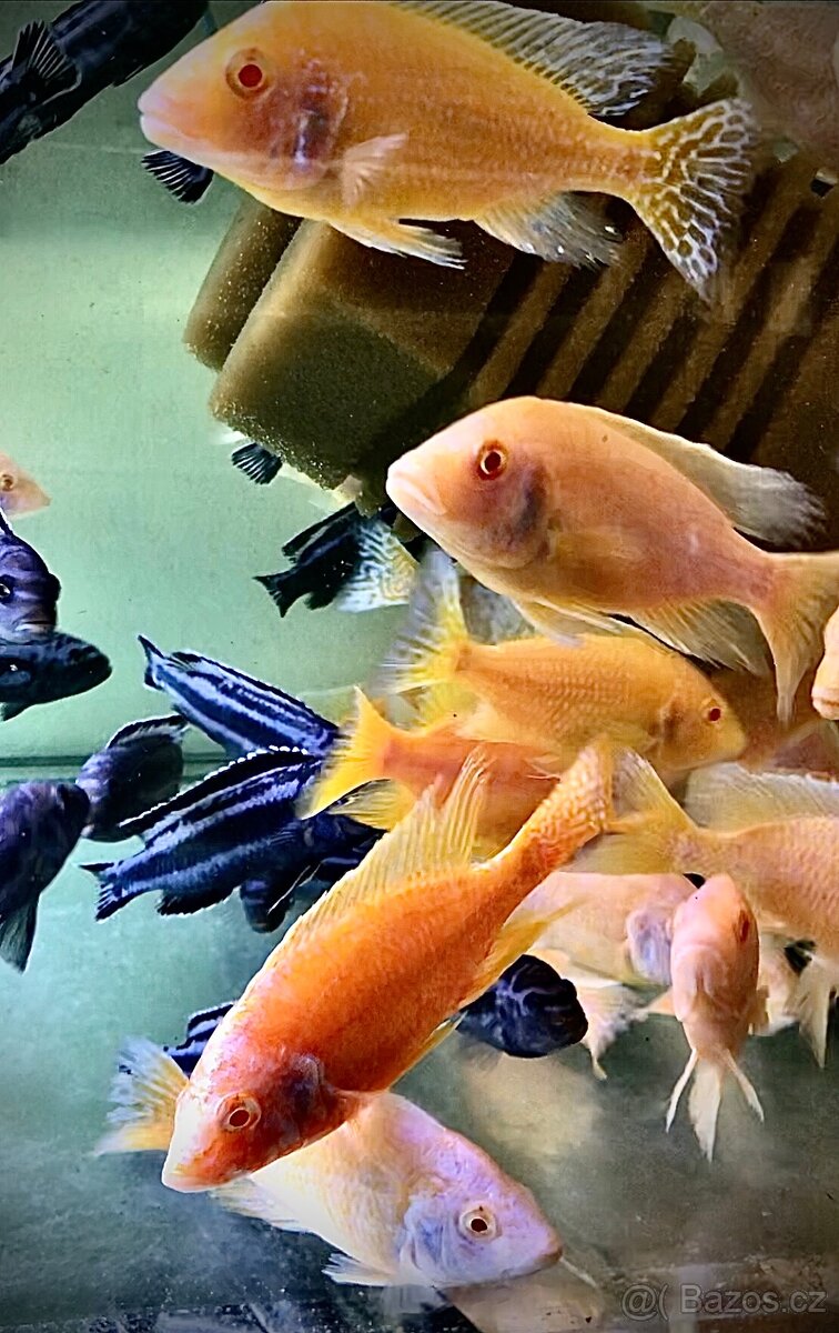 Nejširší výběr akvarijních ryb v západních Čechách