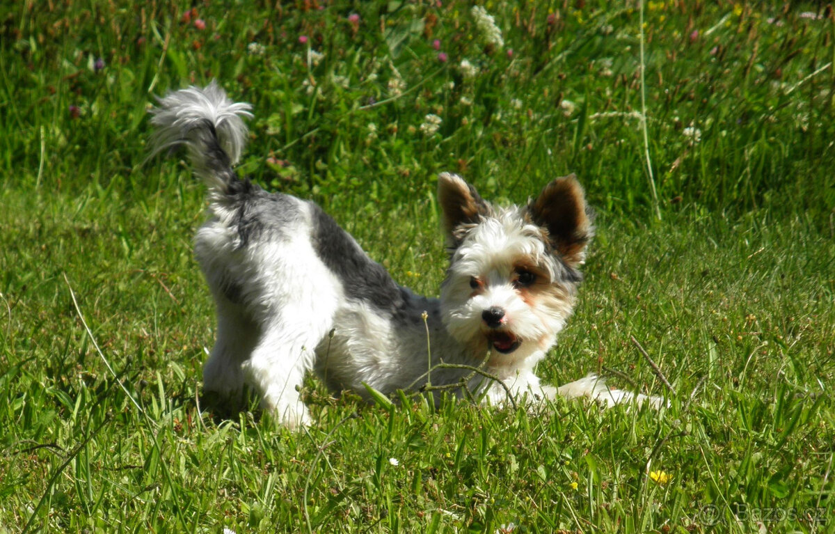 Jorkšírský teriér