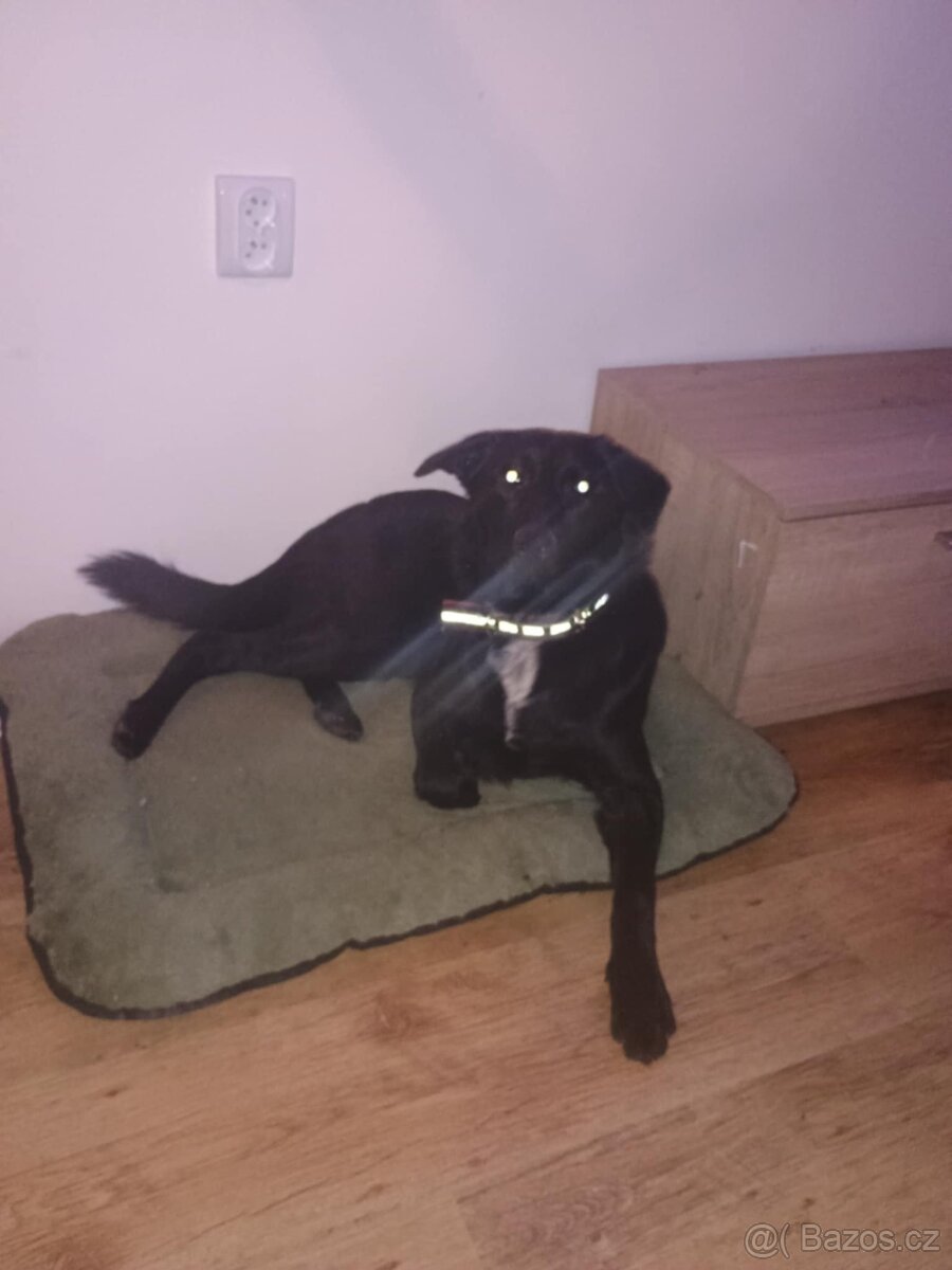 Fena zlatý retrívr křížený s vlčákem