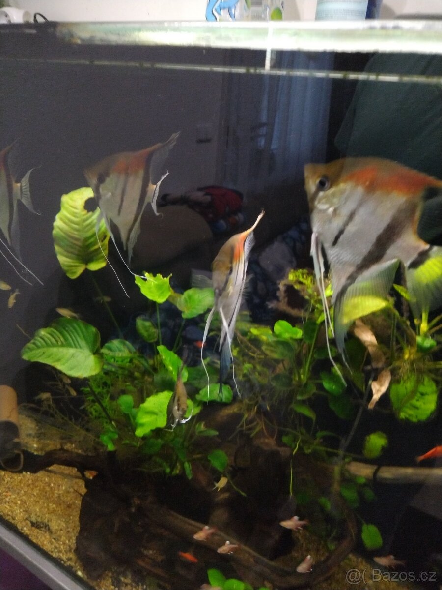 Pterophyllum scalare manacapuru