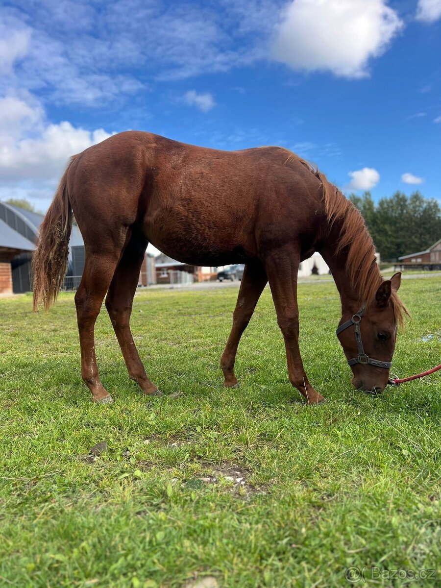 QH hřebeček - ranch linie