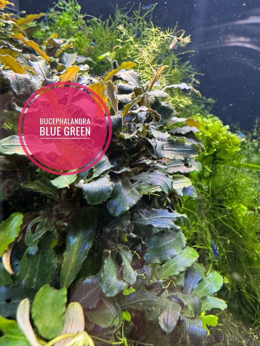 Bucephalandra sp. Blue Green