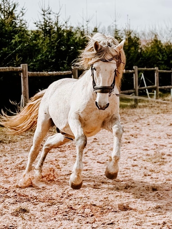 Starokladrubský Plemenný hřebec