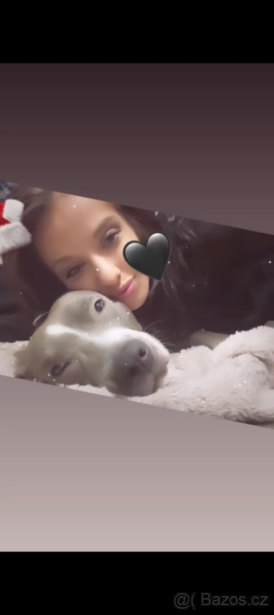 Americký Stafordšírský teriér (Blue)