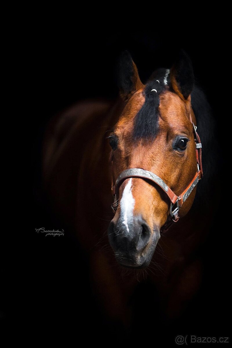 Připouštění AQH BR Sparky Hollywood