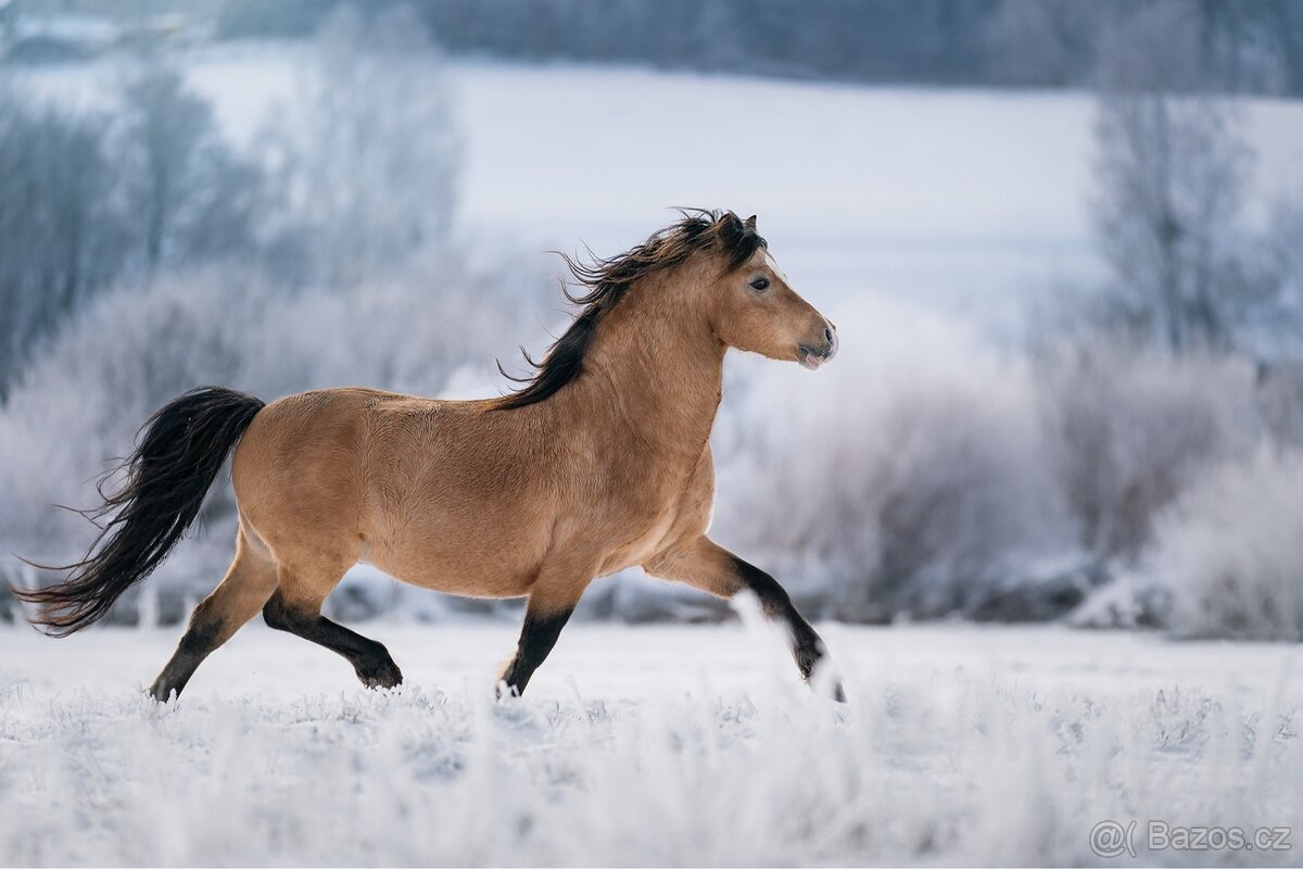 Připouštění Welsh mountain Pony
