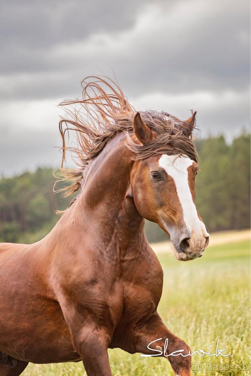 Připouštění Welsh Cob