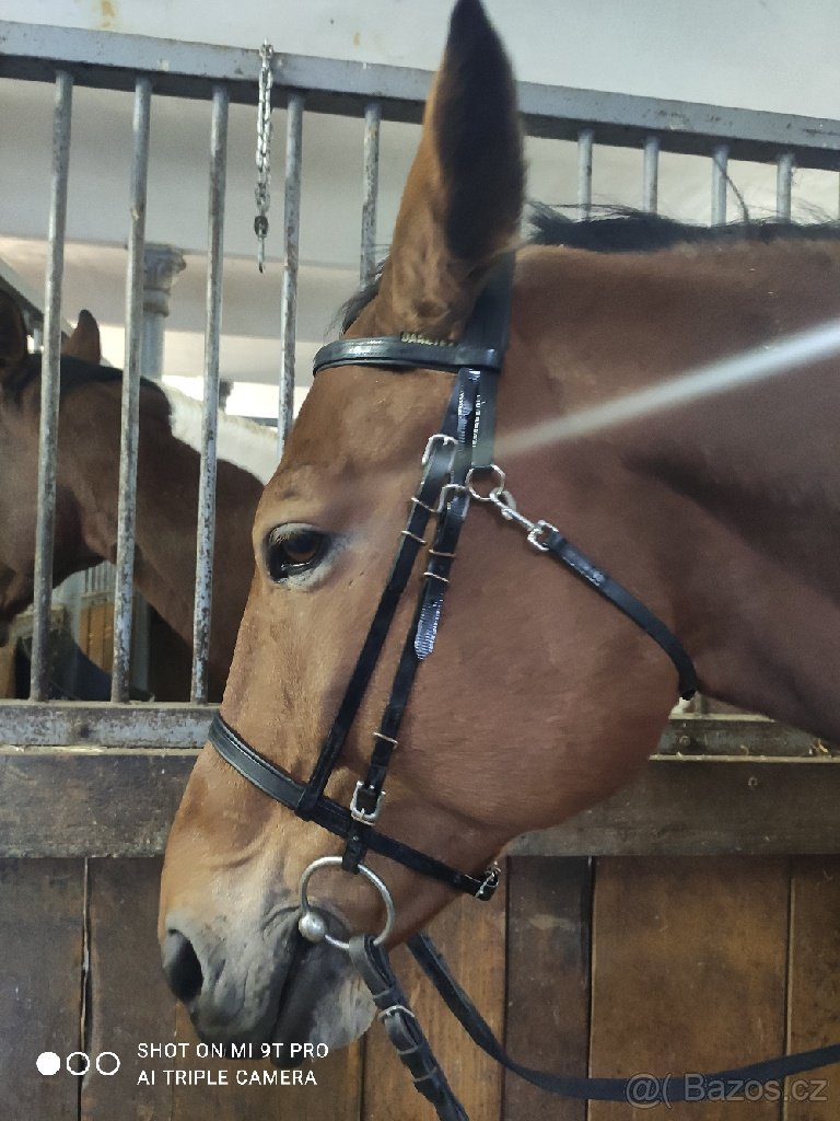 Biothane černá uzdečka