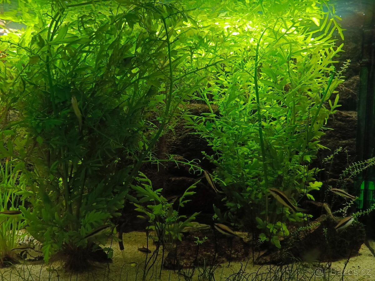 Akvarijní rostliny Obšírák Rohatý