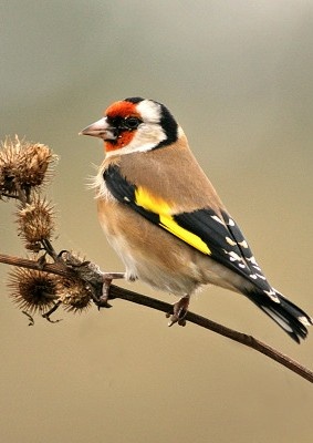 Koupím samečka stehlíka