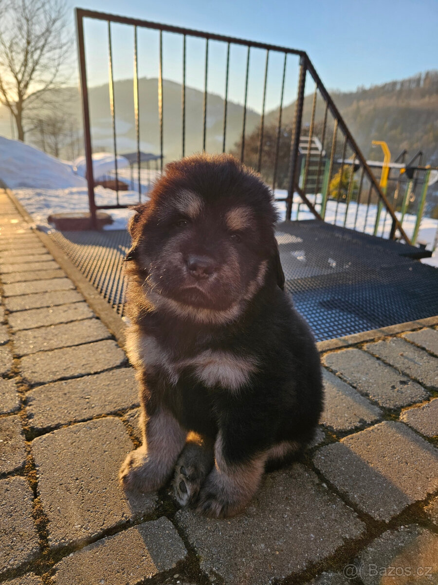 Tibetská doga štěňátka s PP po špičkových rodičích