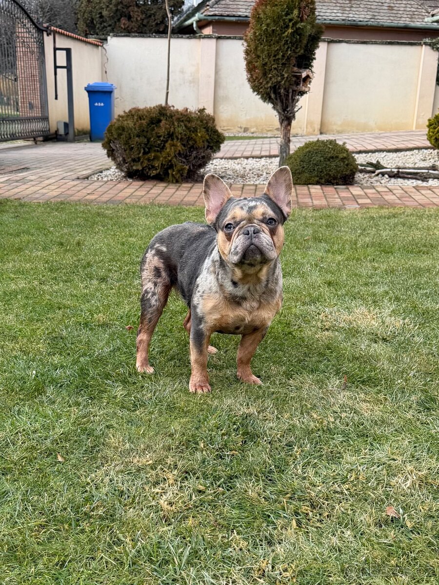 Francouzsky buldoček blue tan merle fenka