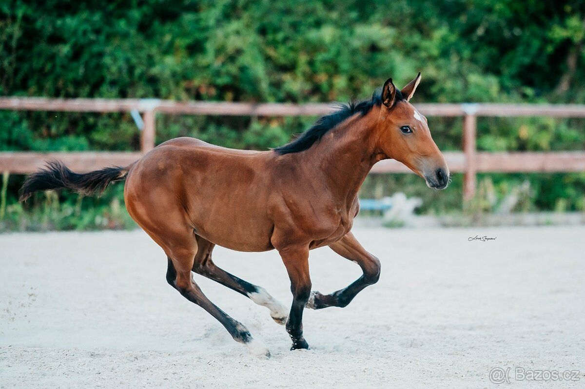Hříbě klisna HANN
