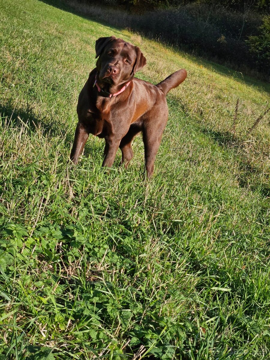 Krytí fenky Labradora