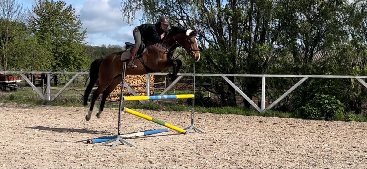 Mladý valach do sportu po Brando