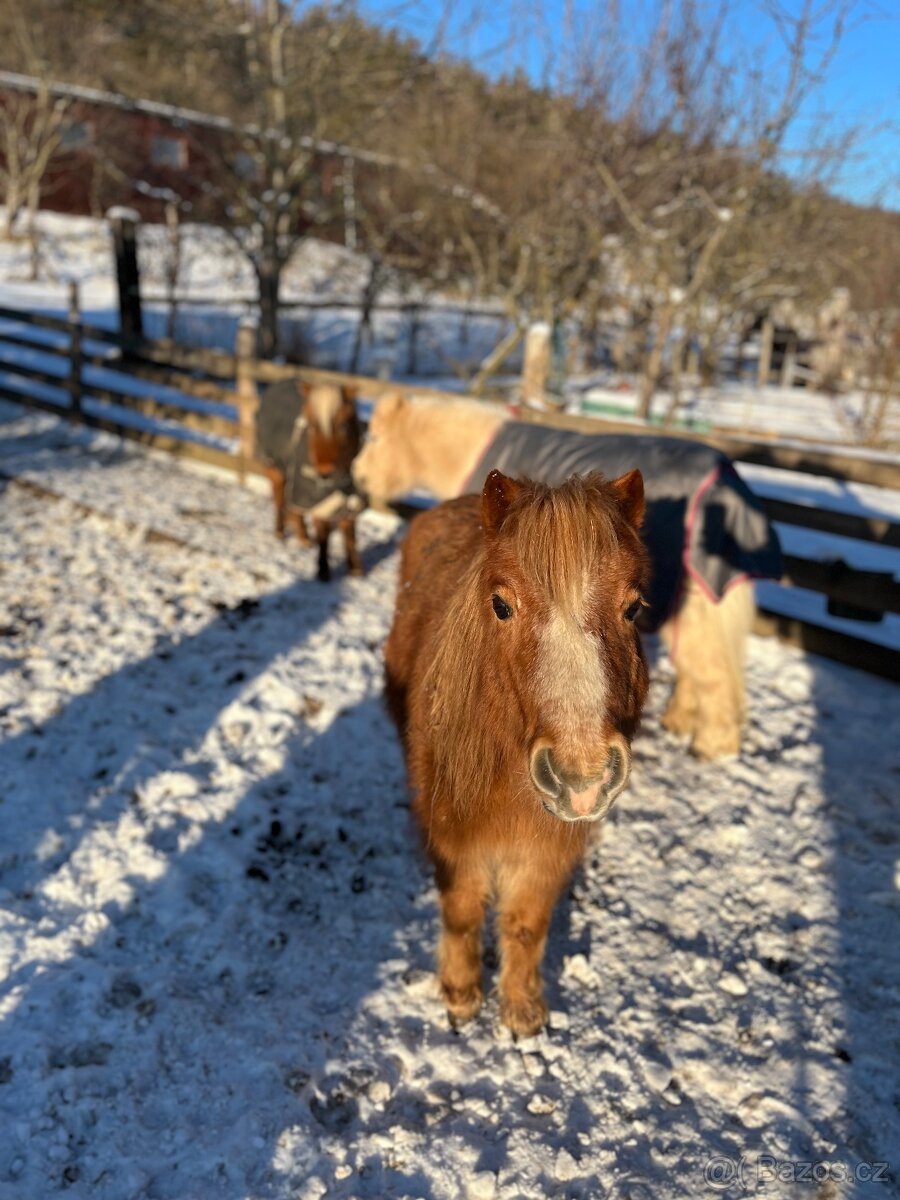Prodám klisnu minihorse, american miniature horse