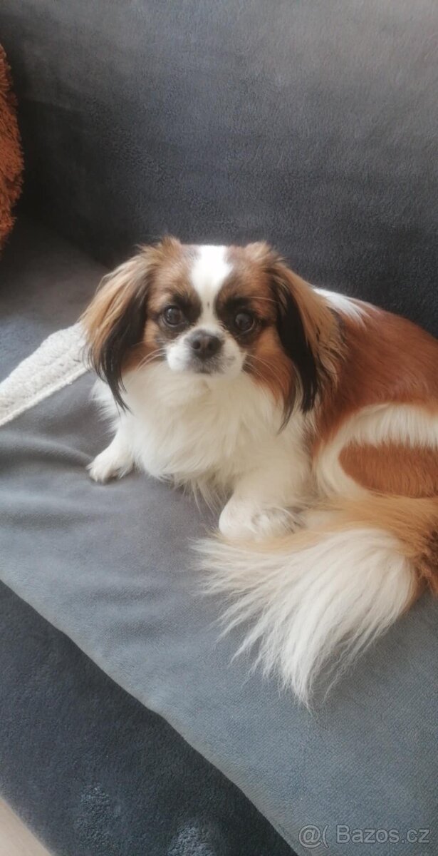 Prodám psa – Kavalír King Charles španěl (kříženec)