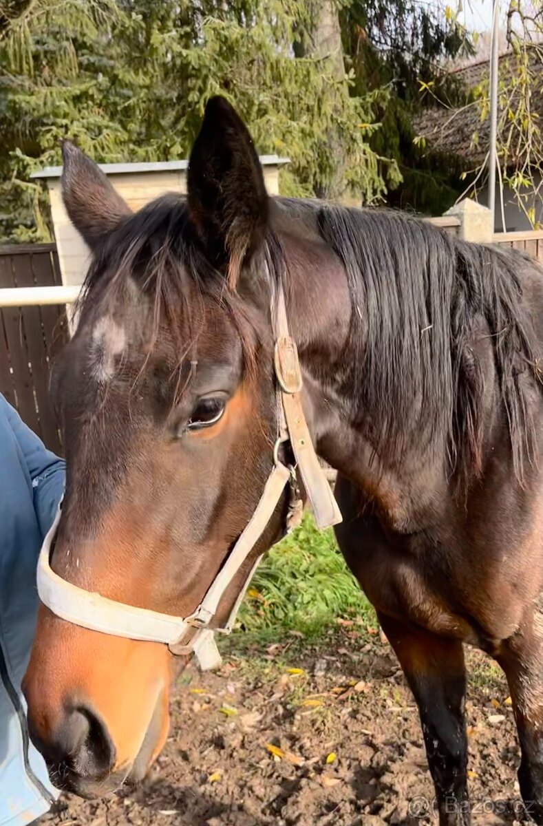 Prodám letos 3-letou kobylku