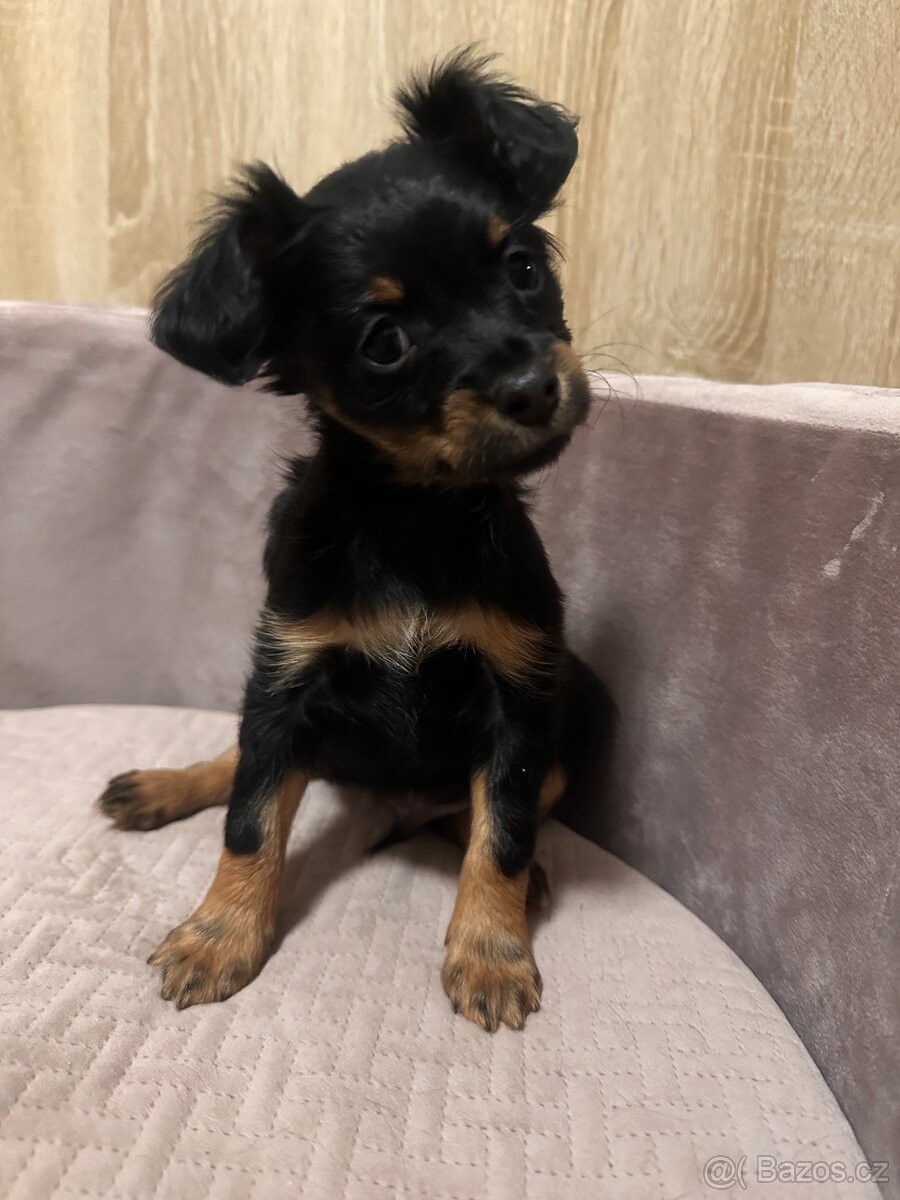 Ruský toy dlouhosrstý, pejsek