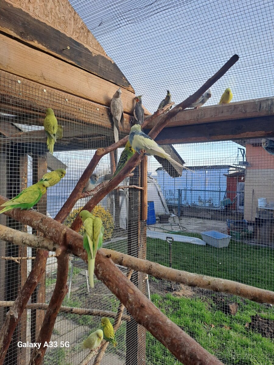 Prodam andulky, korely, rosela