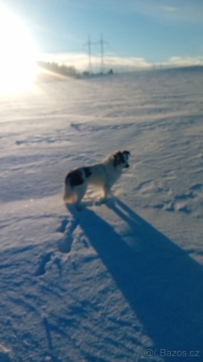 Border kolie ke krytí