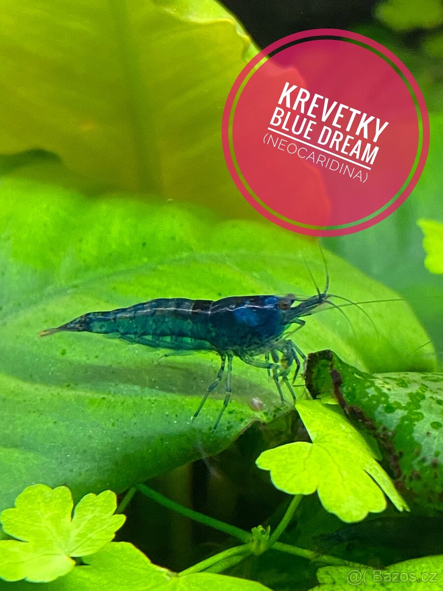 Krevetky Blue dream (Neocaridina davidi)NOVINKA-zasíláme