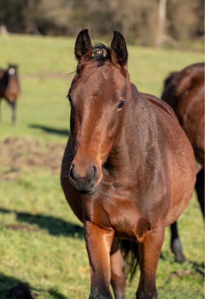 3letá klisnička po Eldorado