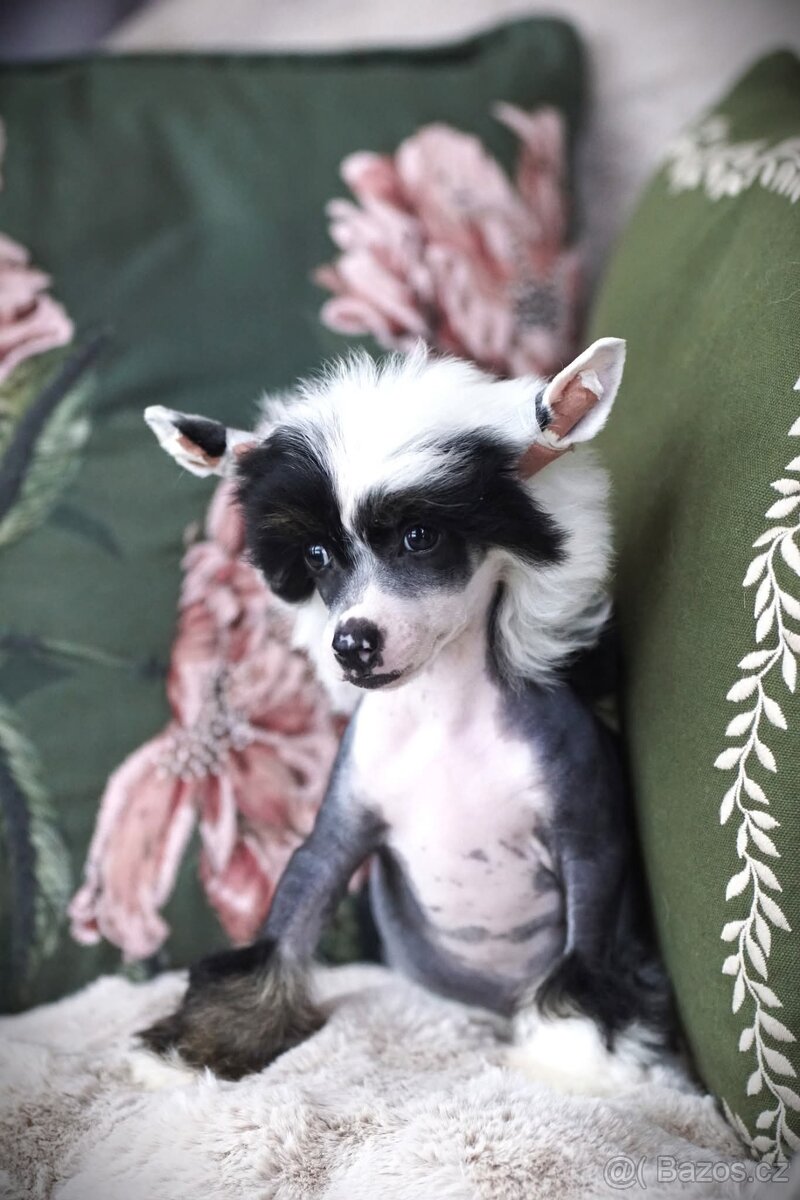 Cinsky chocholaty pes nahac s pp