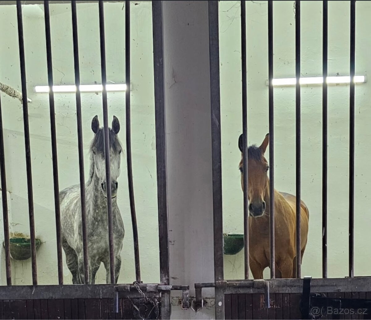 Docházka ke sportovním koním