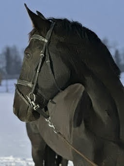 KWPN kobyla 2013 - ideálne na chov - Grand Prix rodokmeň