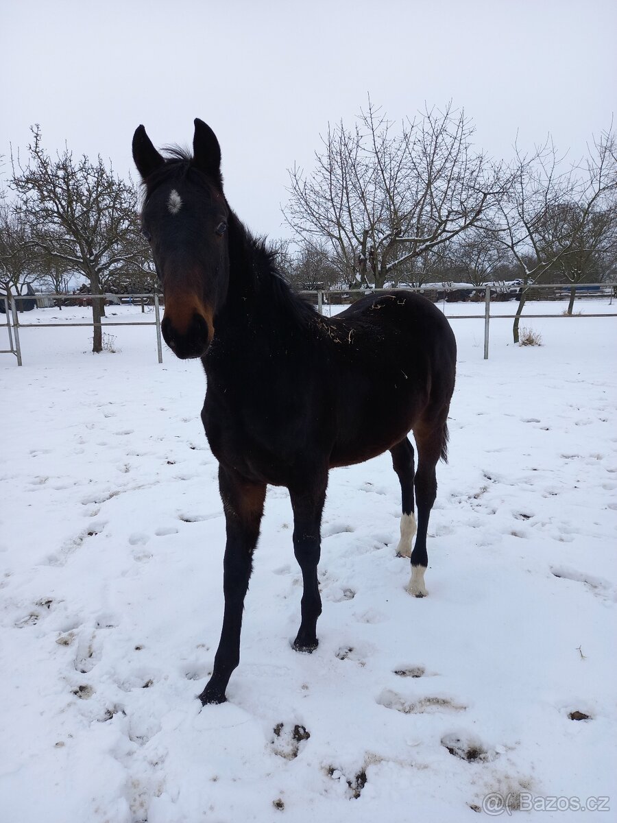 Prodám ročního ČT hřebečka