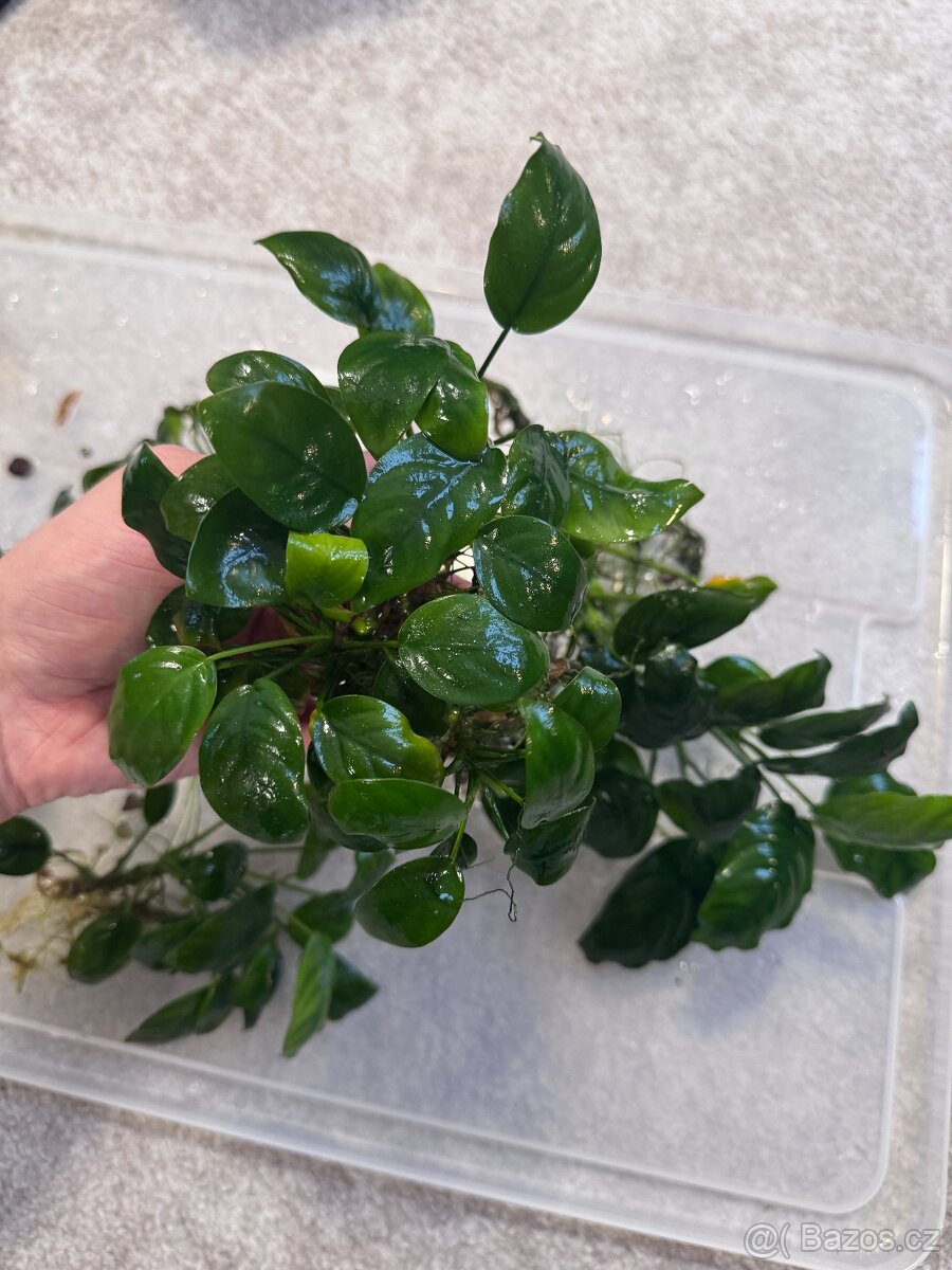 Anubias, akvarijní rostlinky