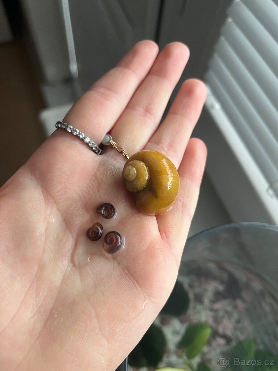 Ampularie, okružák 4ks