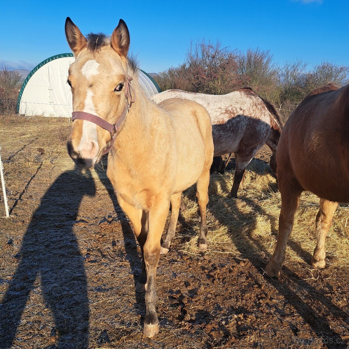 Appaloosa klisna hříbě i matka