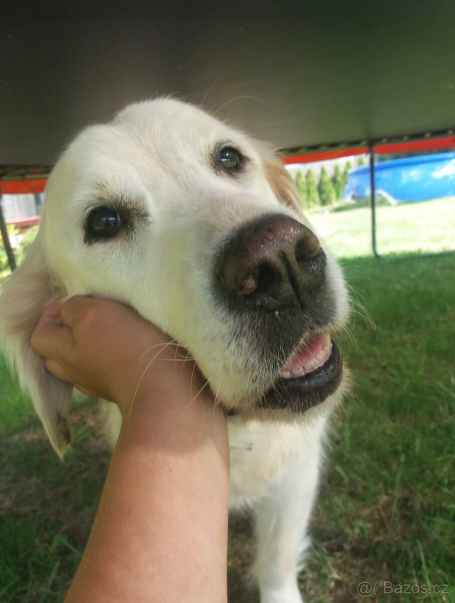 Nabízíme hlídání psů