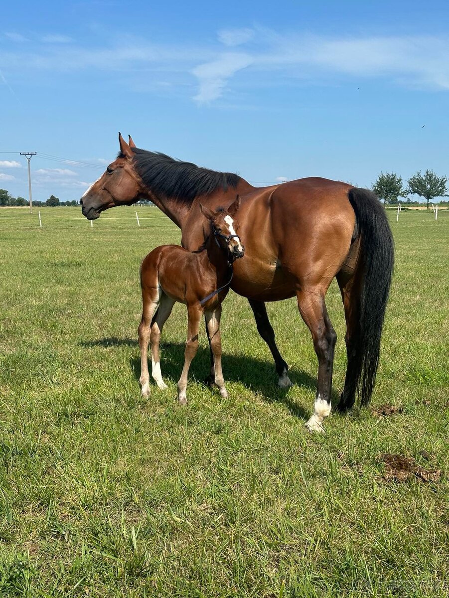 Kobylka ČT - rekreace/chov