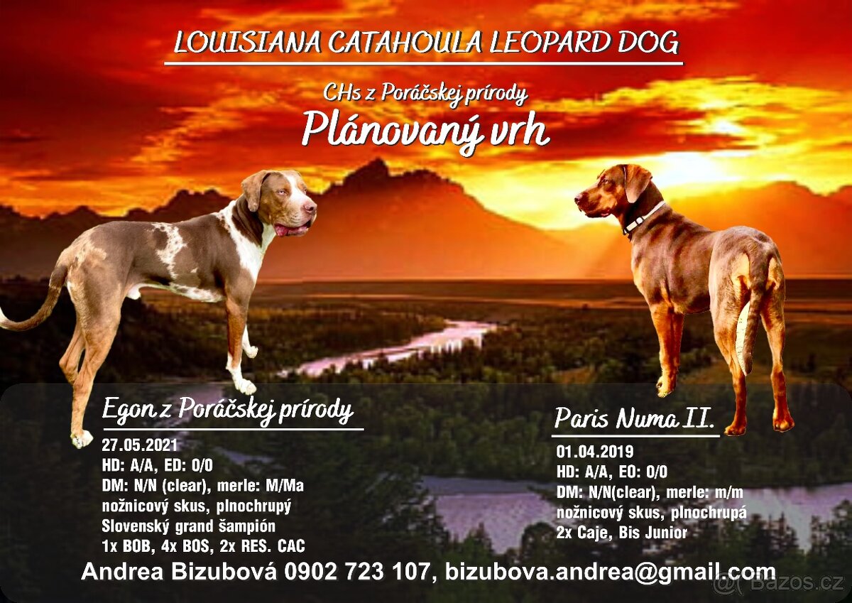 Louisiansky leopardí pes - šteniatka s PP