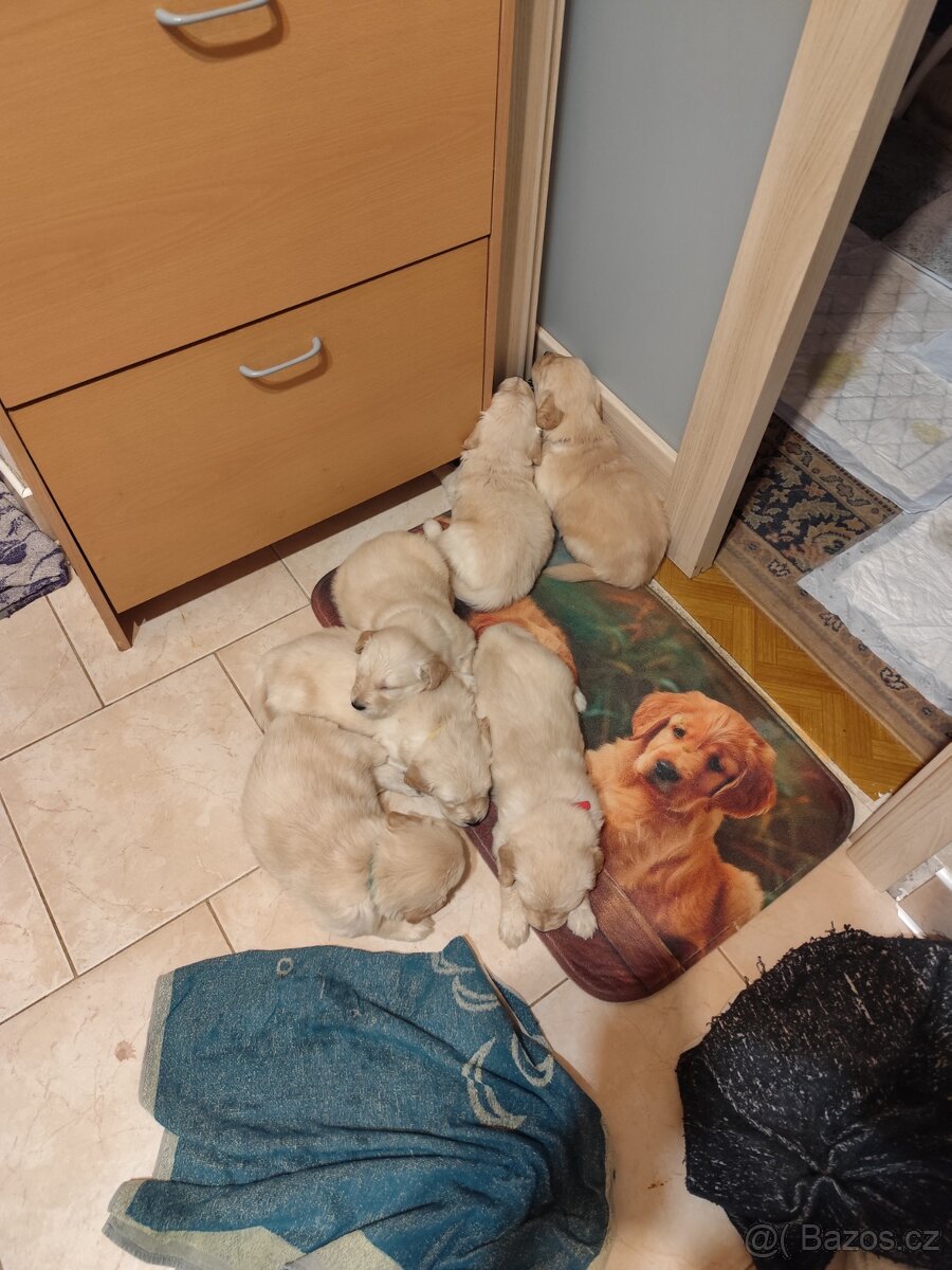 Prodáme štěňátka zlatého retrívra