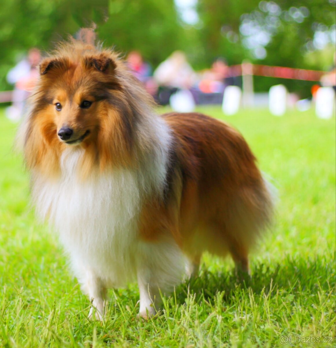 Nabídka krytí - krycí pes s PP - zlatá šeltie