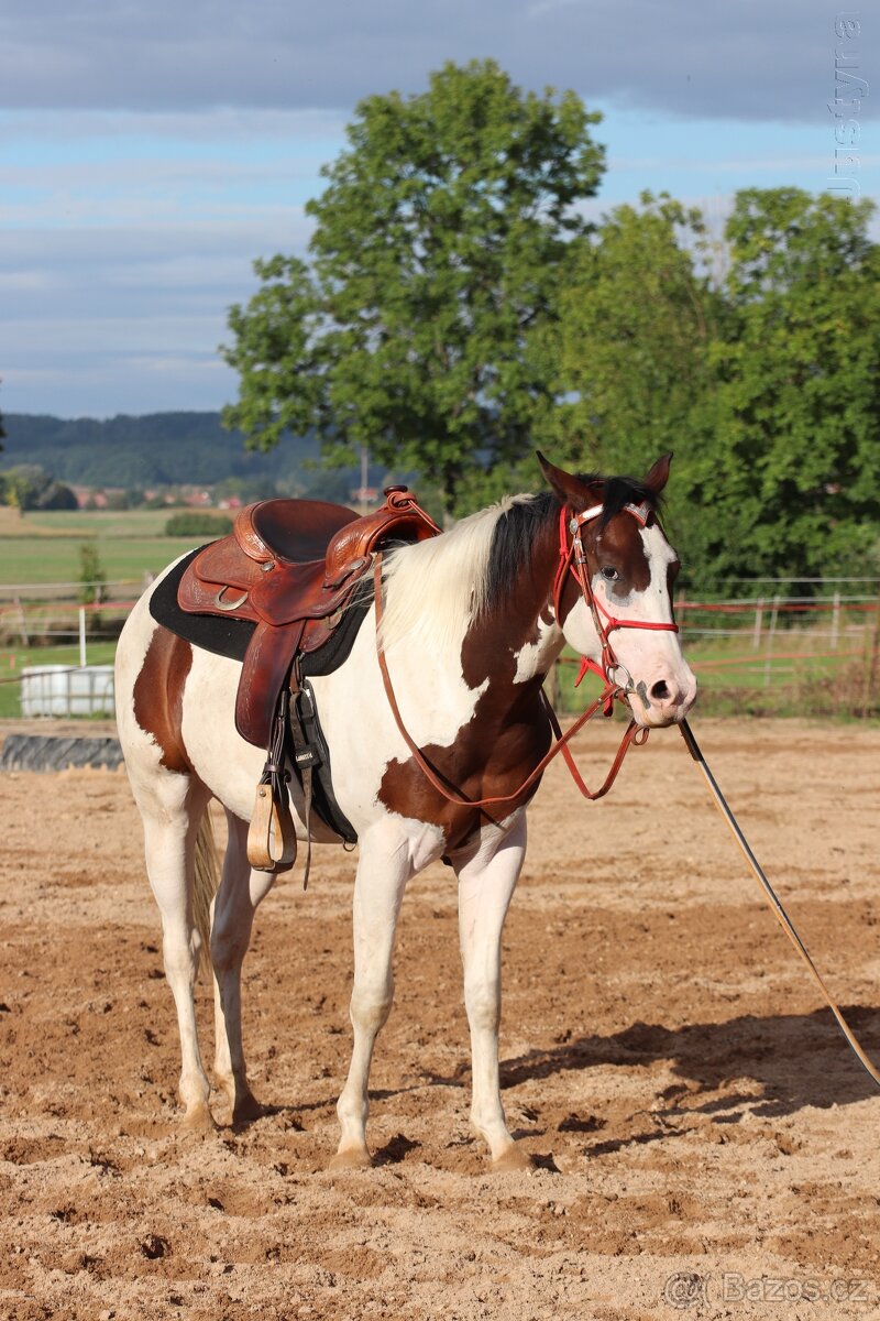 Tříletý Valach American Paint Horse