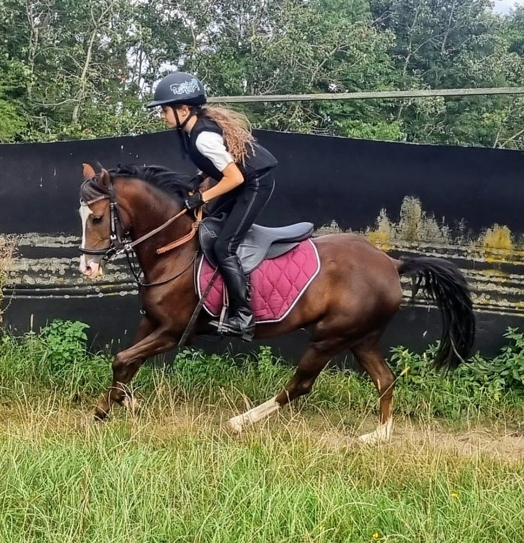 Perspektivní pony klisna kategorie A (Welsh, 128 cm)